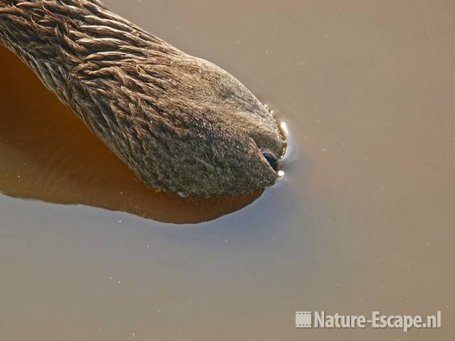 Grauwe gans, dood in sloot Zwmp5