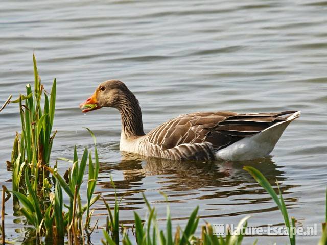 Grauwe gans, foeragerend Hijm NHD Castricum 3