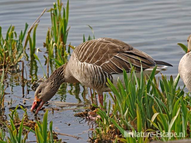 Grauwe gans, foeragerend Hijm NHD Castricum 4