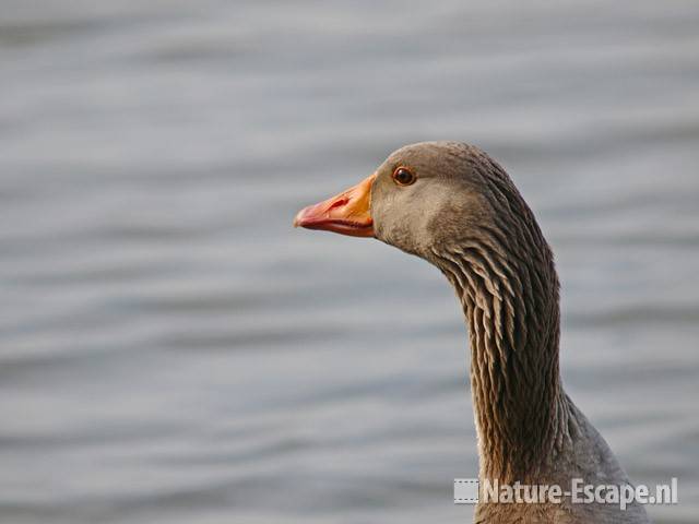 Grauwe gans, kop en nek Hijm NHD Castricum 1