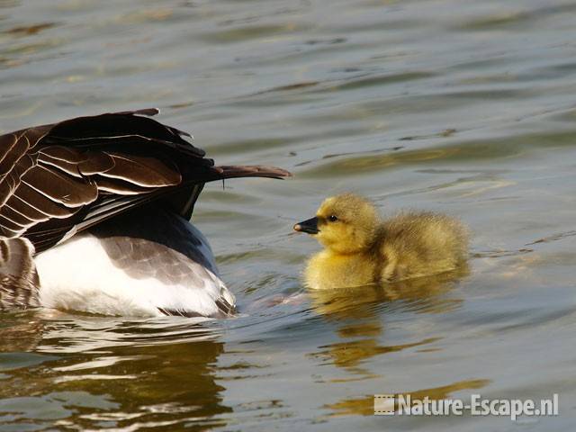 Grauwe gans met juveniel Hijm NHD Castricum 5