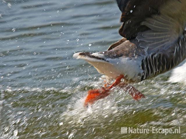 Grauwe gans, watertrappelend Hijm NHD Castricum