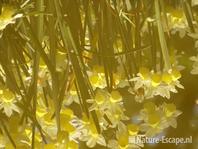 Narcissen, refelctie in water Keukenhof 1