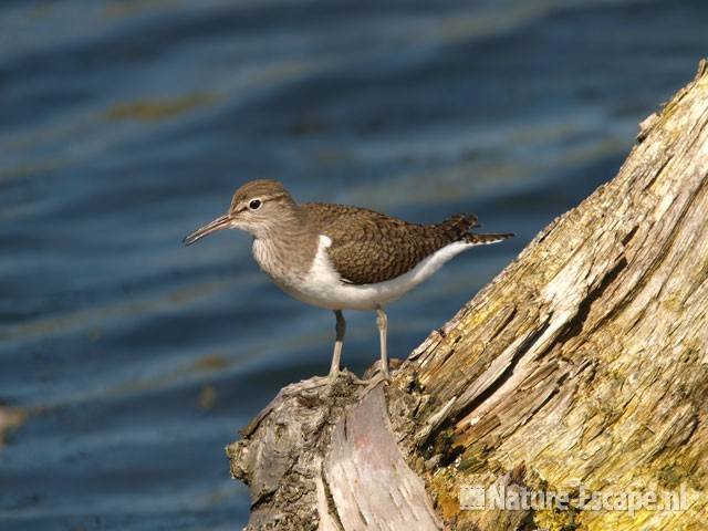 Oeverloper op stronk van berk Vogelmeer NPZK1