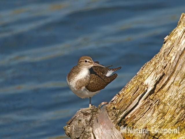 Oeverloper op stronk van berk Vogelmeer NPZK6