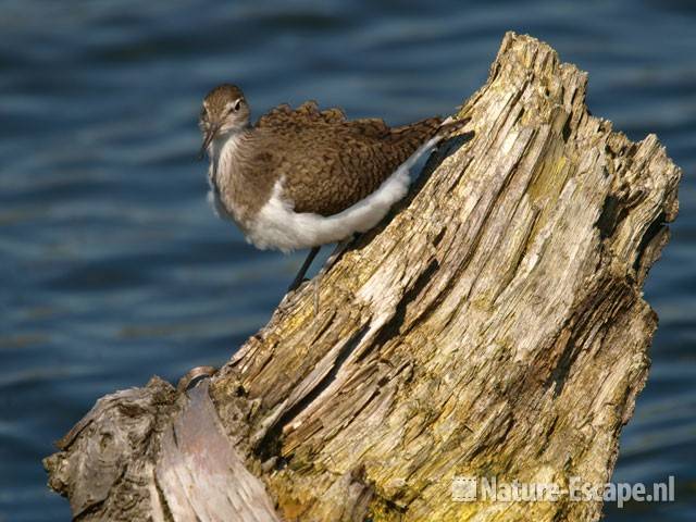 Oeverloper op stronk van berk Vogelmeer NPZK8