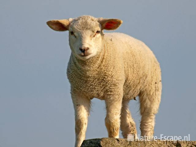 Schaap, lam Busch en Dam 1