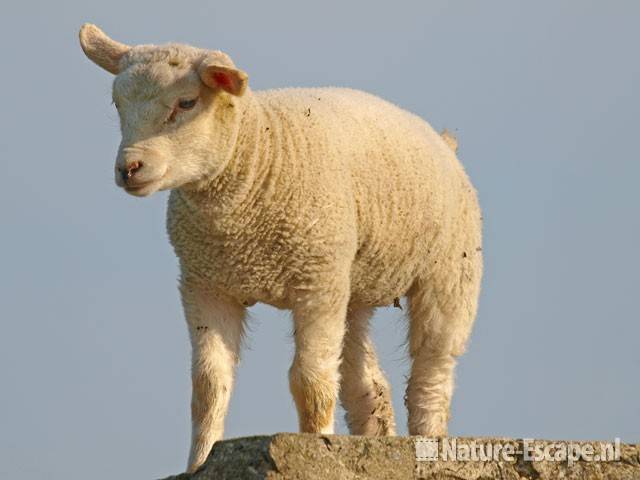 Schaap, lam Busch en Dam 2