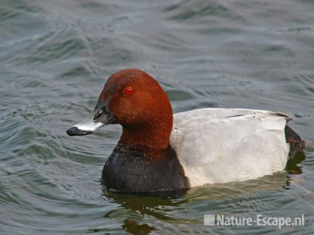 Tafeleend, man Vogelmeer NPZK11