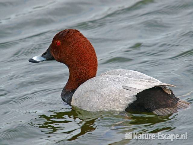 Tafeleend, man Vogelmeer NPZK2