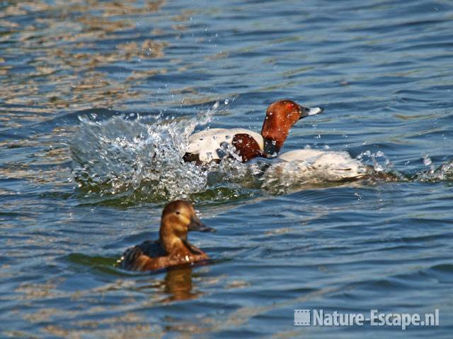 Tafeleenden, grensconflict Vogelmeer NPZK1