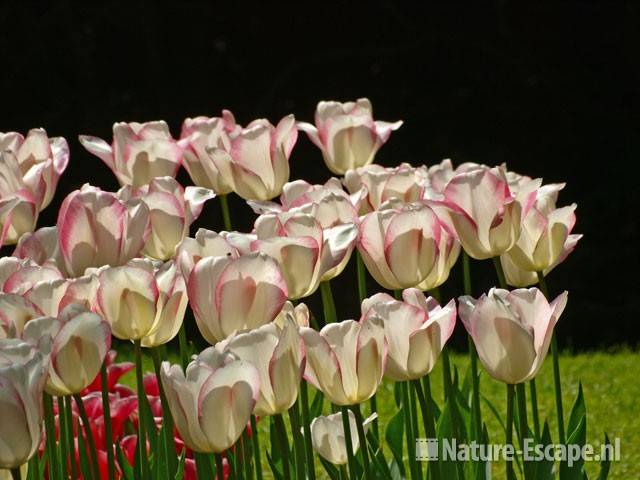 Tulp 'Blushing Girl' Keukenhof 2