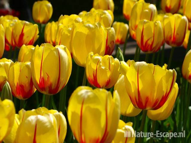 Tulp 'Cri de Coeur' Keukenhof 1