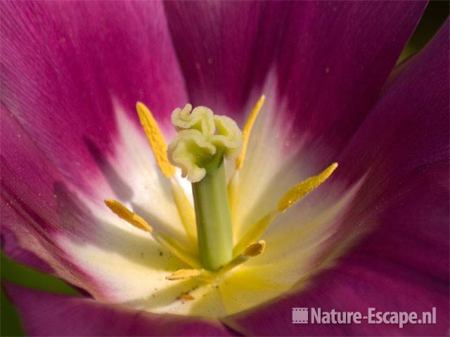 Tulp 'Elegant Lady' Keukenhof  3