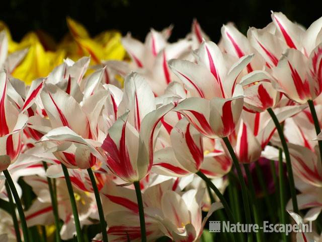 Tulp, leliebloemig 'Marilyn' Keukenhof 2