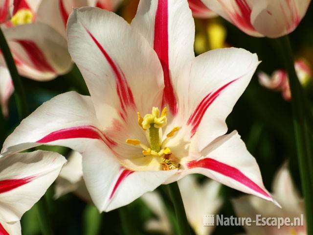 Tulp, leliebloemig 'Marilyn' Keukenhof 4