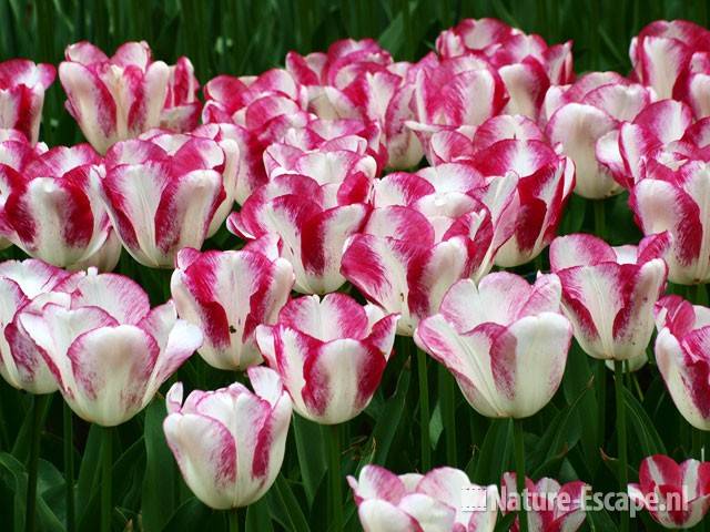 Tulp 'Salvo' Keukenhof