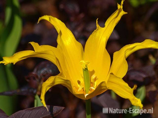 Tulp 'West Point', leliebloemig Keukenhof 2