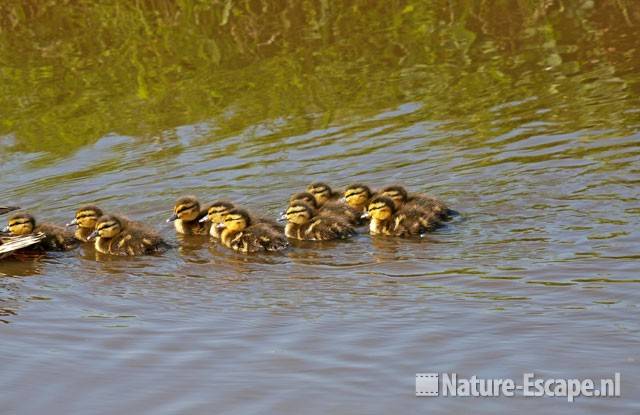 Wilde eend, juvenielen Zwmp2