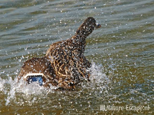 Wilde eend, vrouw badend Hijm NHD Castricum 2