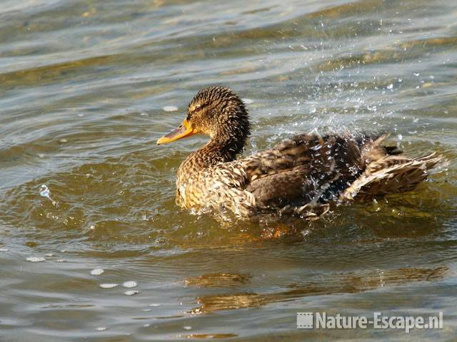 Wilde eend, vrouw badend Hijm NHD Castricum 9