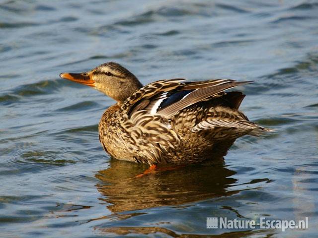 Wilde eend, vrouw Hijm NHD Castricum 2