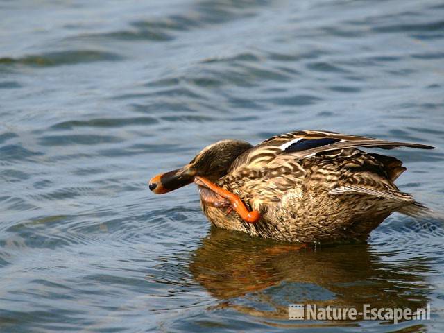 Wilde eend, vrouw krabbend Hijm NHD Castricum