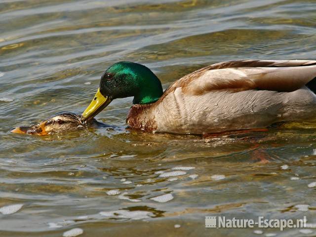 Wilde eenden, paring Hijm NHD Castricum 1