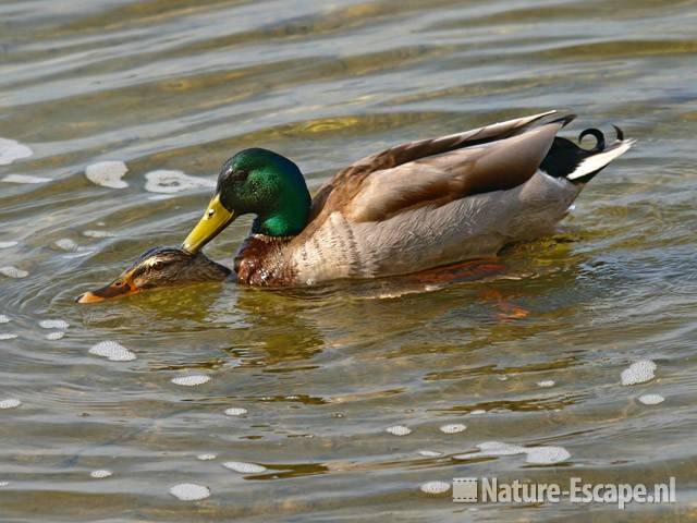 Wilde eenden, paring Hijm NHD Castricum 2