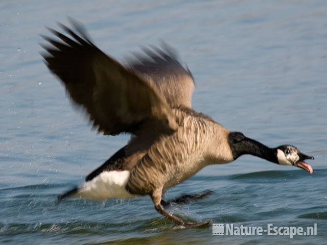 Canadese gans, agressie Hijm NHD Castricum