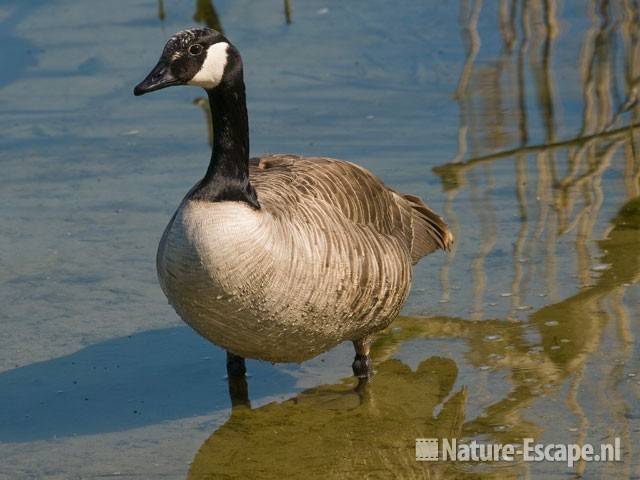 Canadese gans Hijm NHD Castricum 1