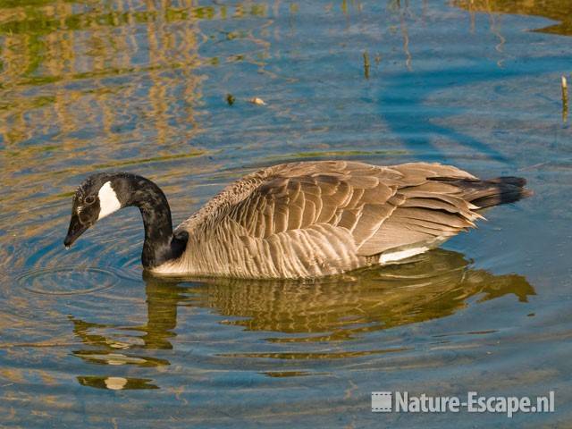 Canadese gans Hijm NHD Castricum 12