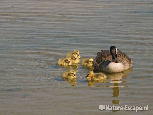 Canadese gans met juvenielen Hijm NHD Castricum 12