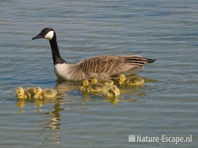 Canadese gans met juvenielen Hijm NHD Castricum 7