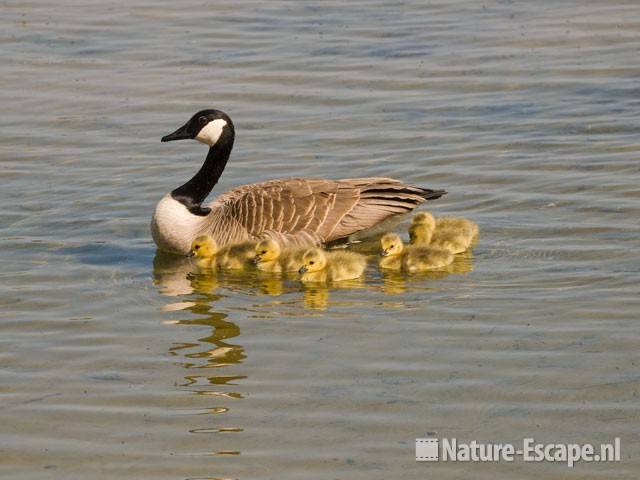 Canadese gans met juvenielen Hijm NHD Castricum 8