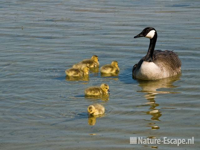 Canadese gans met juvenielen Hijm NHD Castricum 9