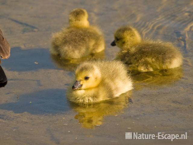 Canadese gans,juveniel close up Hijm NHD Castricum 1