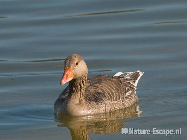 Grauwe gans Hijm NHD Castricum 1