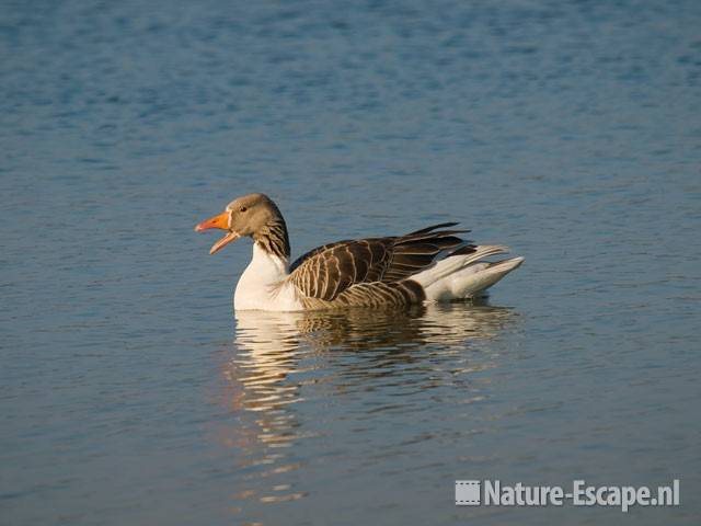 Grauwe gans, miskleur Zwanenwater 2