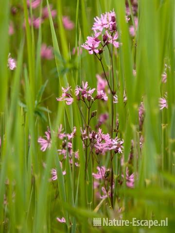 Koekoeksbloemen tussen het riet Zouweboezem 1