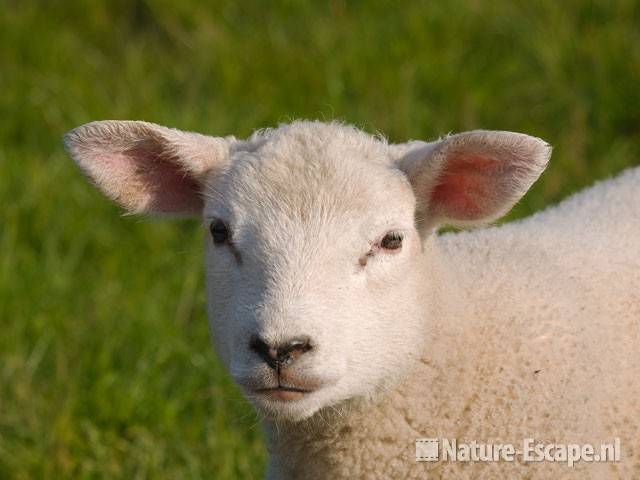 Schaap, lam Busch en Dam 5