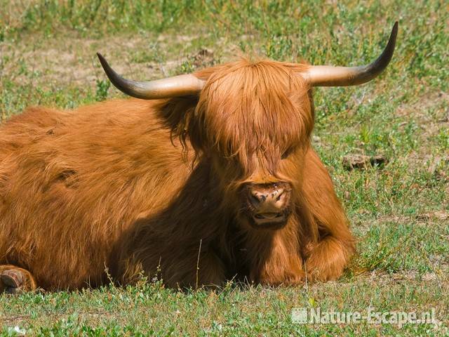 Schotse hooglander, herkauwend Vogelmeer NPZK1