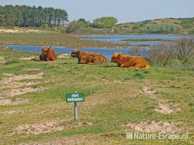 Schotse hooglanders, niet betreden, Vogelmeer NPZK1