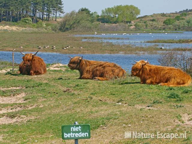 Schotse hooglanders, niet betreden, Vogelmeer NPZK3