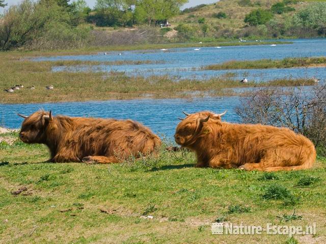 Schotse hooglanders NPZK4