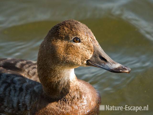 Tafeleend, vrouw close up Vogelmeer  NPZK1