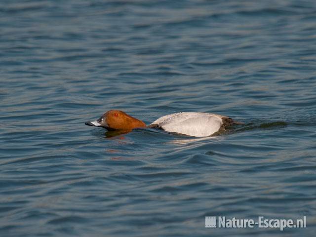 Tafeleend, woerd dreigend Vogelmeer NPZK1