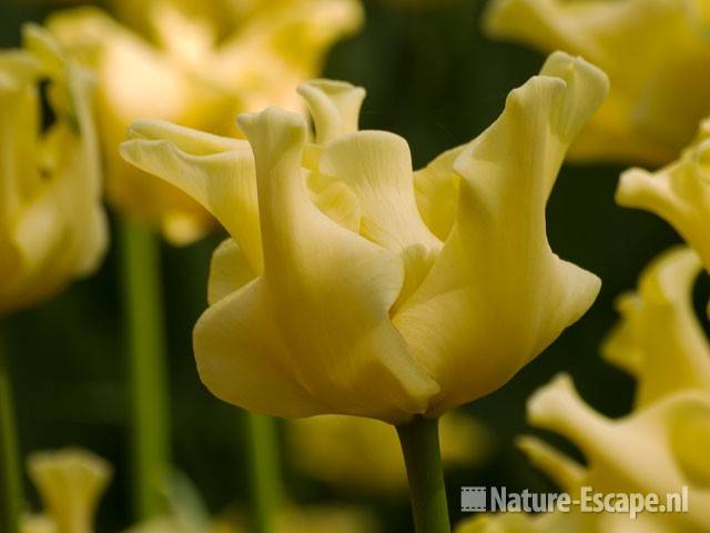 Tulp triumph 'Yellow Crown' Keukenhof  3