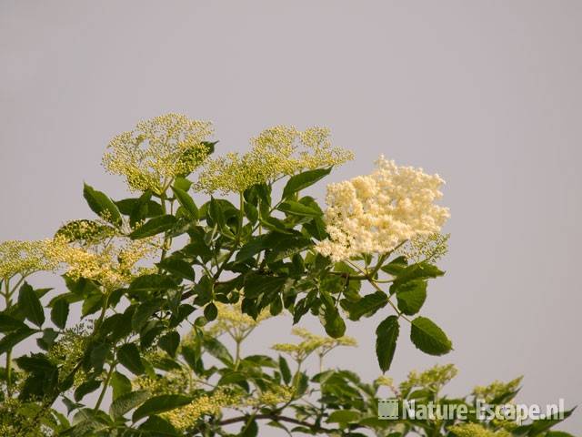 Vlier, bloemen en bloemknoppen Zouweboezem