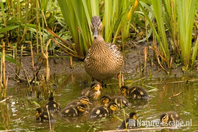 Wilde eend, vrouw met juvenielen Hijm NHD Castricum 1